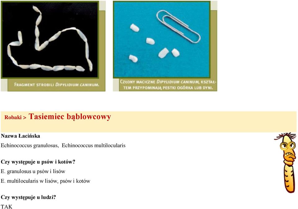 występuje u psów i kotów? E.