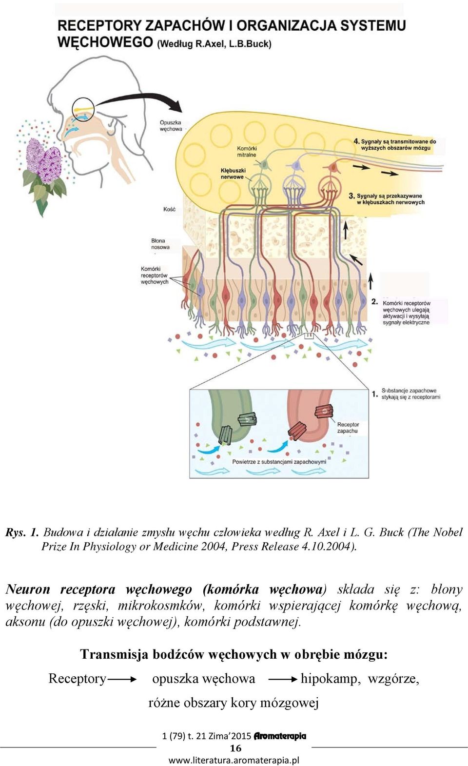Neuron receptora węchowego (komórka węchowa) składa się z: błony węchowej, rzęski, mikrokosmków, komórki