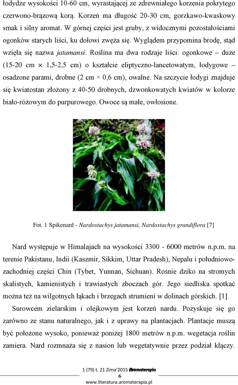 Roślina ma dwa rodzaje liści: ogonkowe duże (15-20 cm 1,5-2,5 cm) o kształcie eliptyczno-lancetowatym, łodygowe osadzone parami, drobne (2 cm 0,6 cm), owalne.