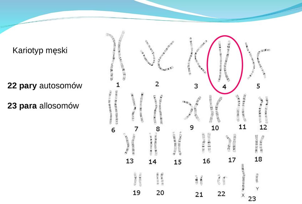 autosomów 1.