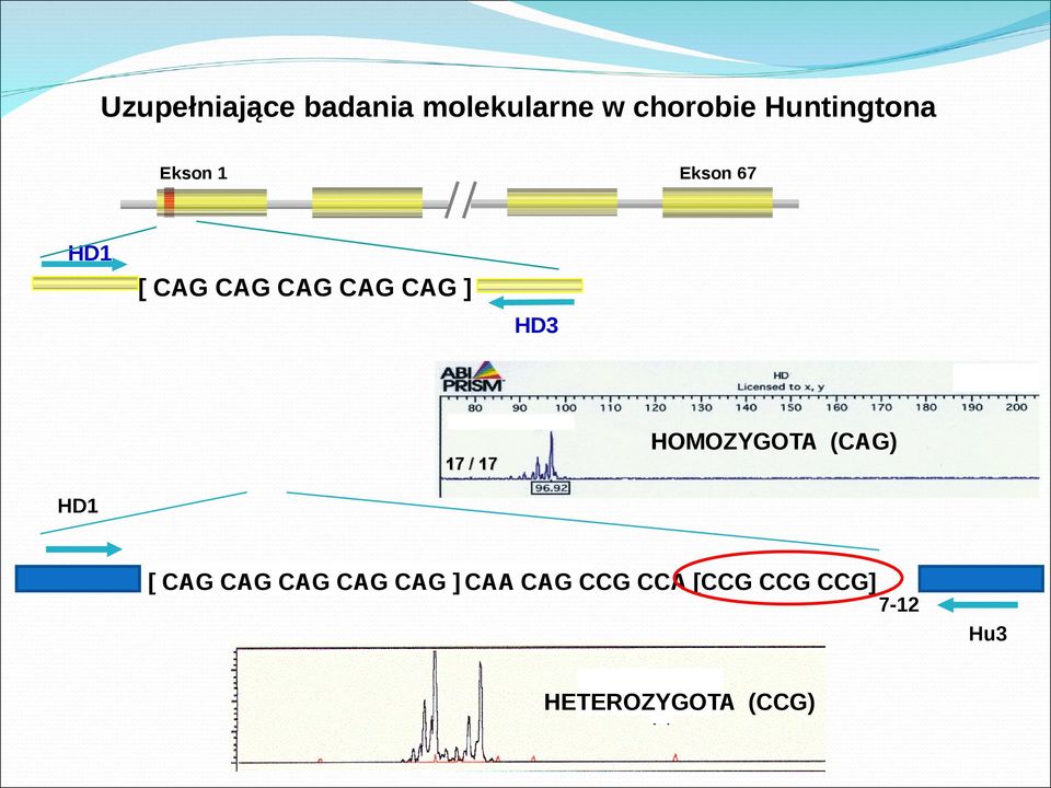 CAG ] HD3 HOMOZYGOTA (CAG) HD1 [ CAG CAG CAG CAG