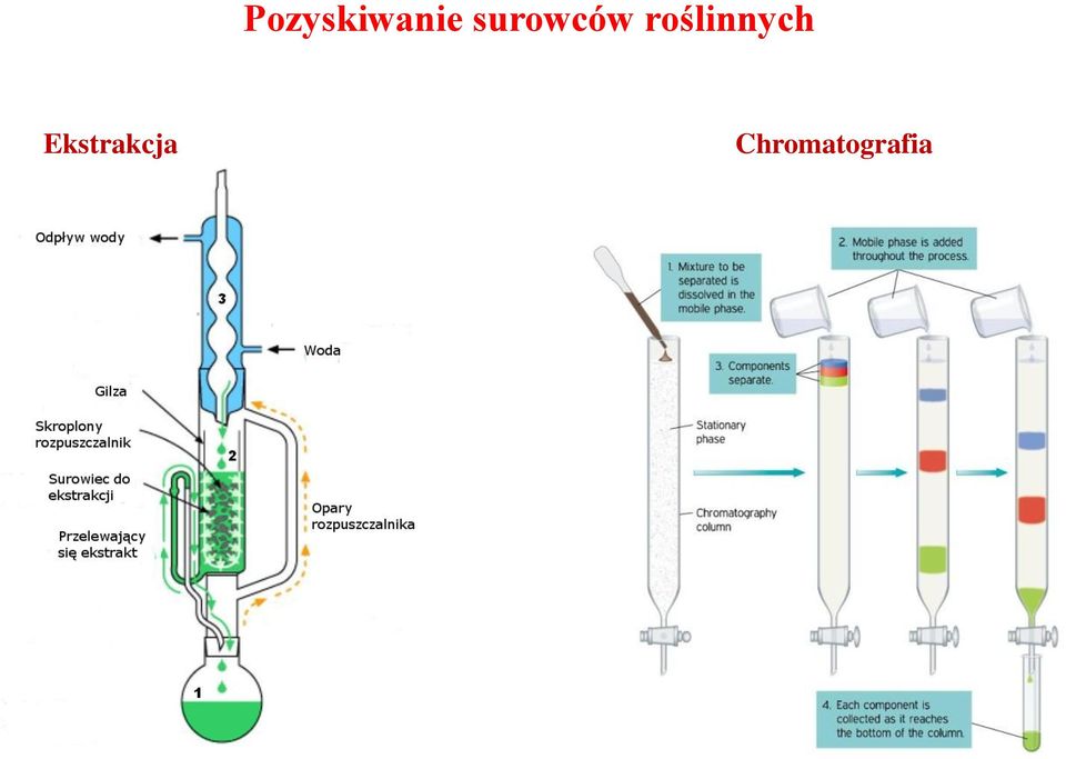 roślinnych