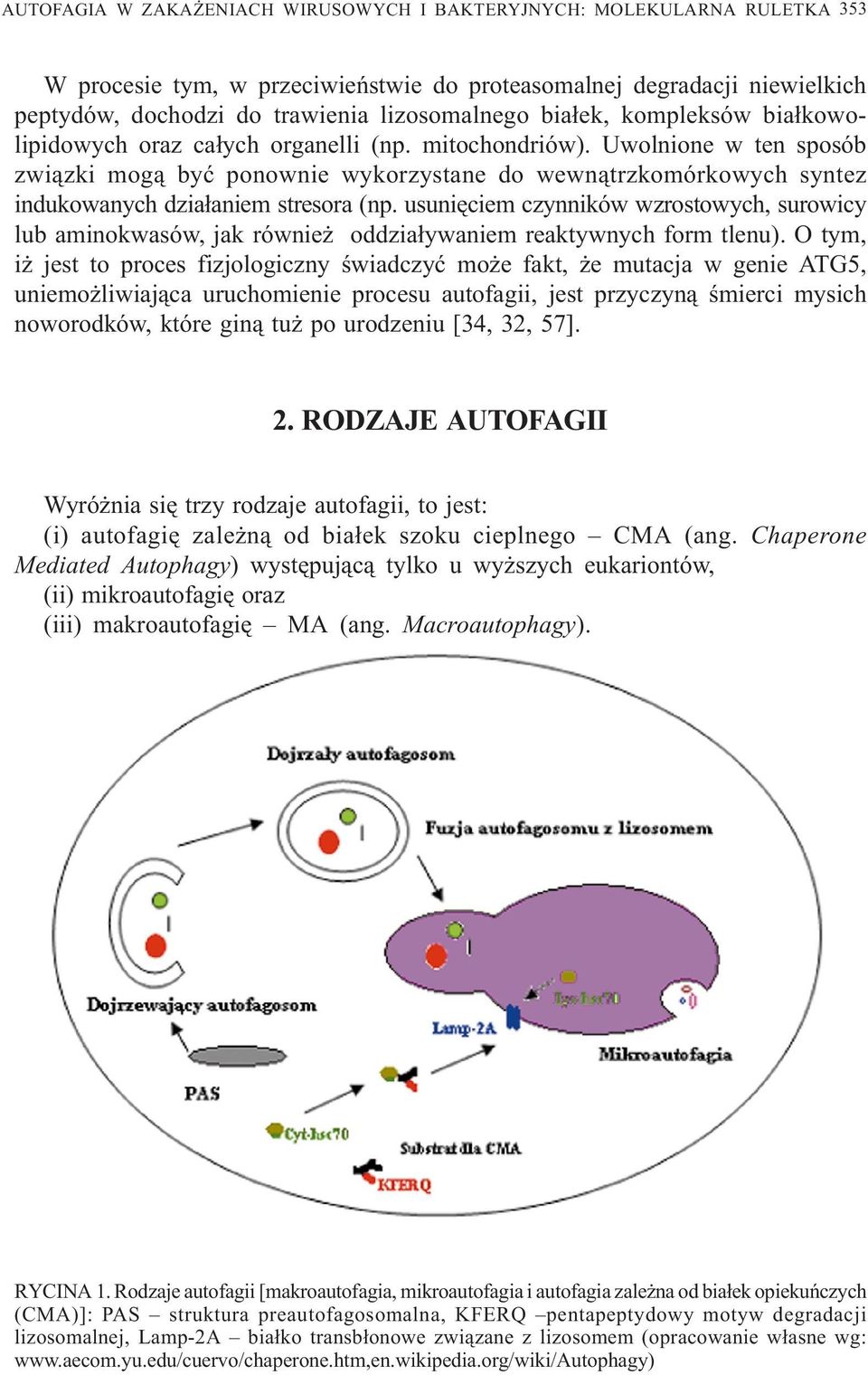 Uwolnione w ten sposób zwi¹zki mog¹ byæ ponownie wykorzystane do wewn¹trzkomórkowych syntez indukowanych dzia³aniem stresora (np.