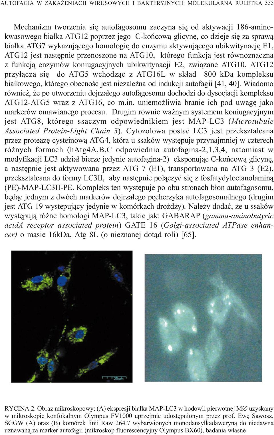 enzymów koniugacyjnych ubikwitynacji E2, zwi¹zane ATG10, ATG12 przy³¹cza siê do ATG5 wchodz¹c z ATG16L w sk³ad 800 kda kompleksu bia³kowego, którego obecnoœæ jest niezale na od indukcji autofagii