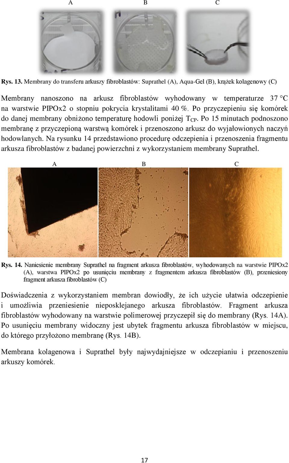 pokrycia krystalitami 40 %. Po przyczepieniu się komórek do danej membrany obniżono temperaturę hodowli poniżej T CP.