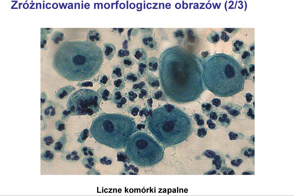 obrazów (2/3)