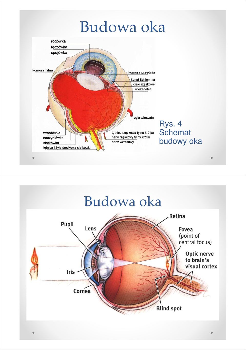 budowy oka  