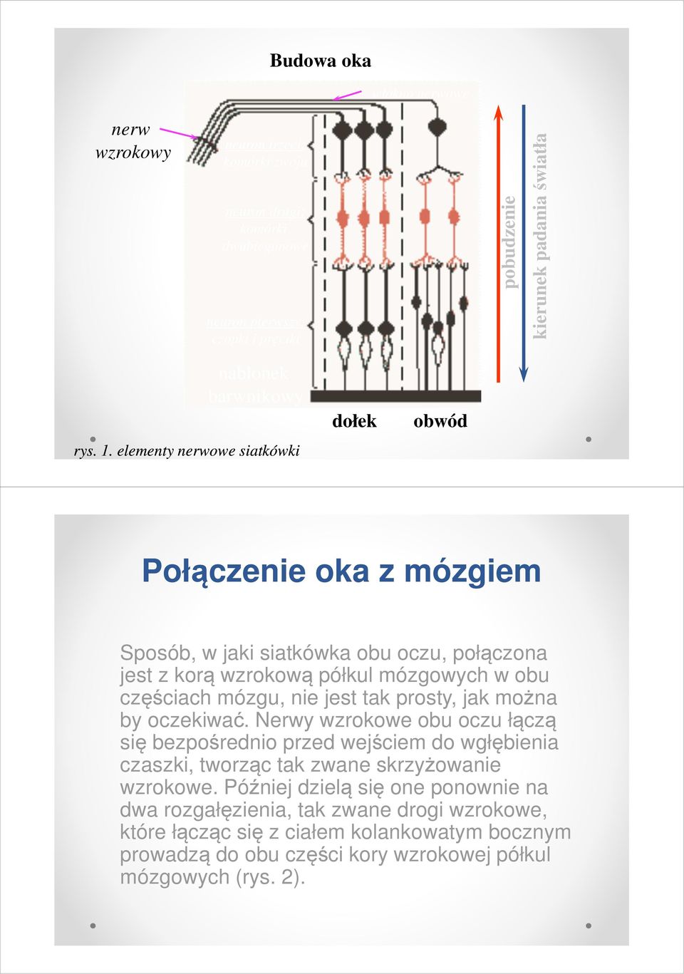 elementy nerwowe siatkówki dołek obwód Połączenie oka z mózgiem Sposób, w jaki siatkówka obu oczu, połączona jest z korą wzrokową półkul mózgowych w obu częściach mózgu, nie jest