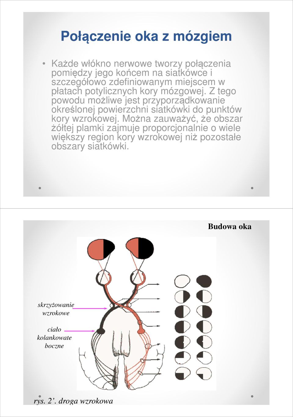 Z tego powodu możliwe jest przyporządkowanie określonej powierzchni siatkówki do punktów kory wzrokowej.