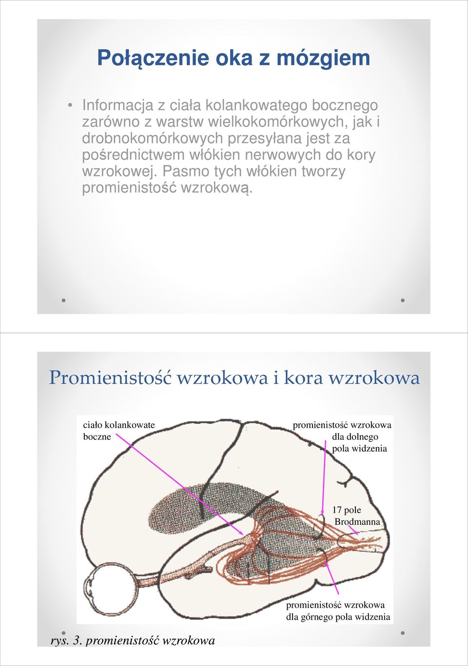 Pasmo tych włókien tworzy promienistość wzrokową.