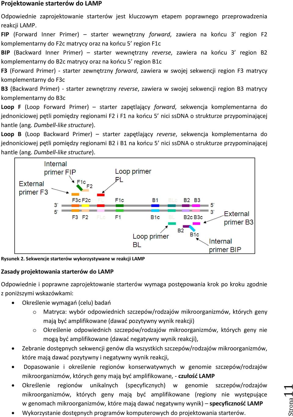 zawiera na końcu 3 region B2 komplementarny do B2c matrycy oraz na końcu 5 region B1c F3 (Forward Primer) - starter zewnętrzny forward, zawiera w swojej sekwencji region F3 matrycy komplementarny do