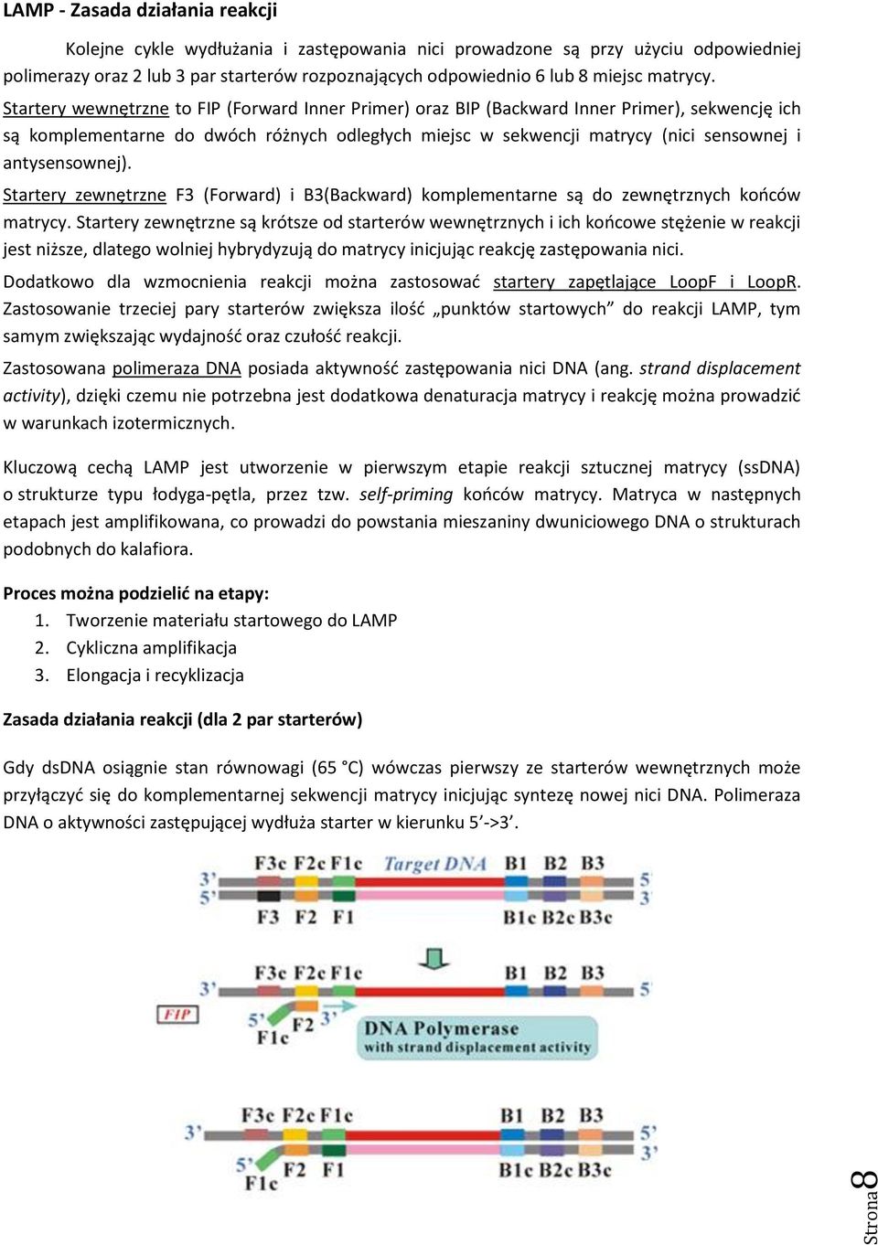 Startery wewnętrzne to FIP (Forward Inner Primer) oraz BIP (Backward Inner Primer), sekwencję ich są komplementarne do dwóch różnych odległych miejsc w sekwencji matrycy (nici sensownej i