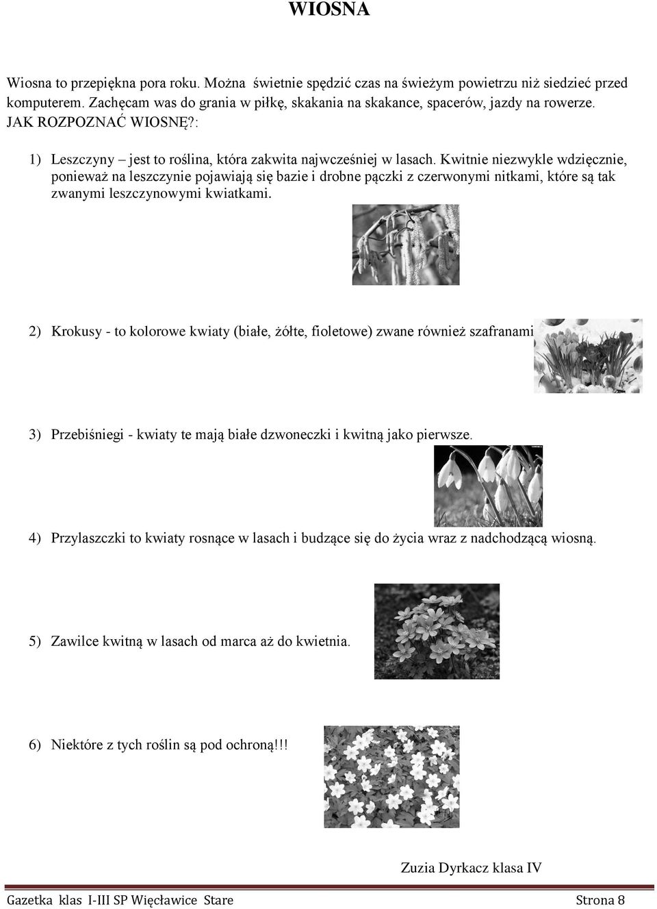 Kwitnie niezwykle wdzięcznie, ponieważ na leszczynie pojawiają się bazie i drobne pączki z czerwonymi nitkami, które są tak zwanymi leszczynowymi kwiatkami.