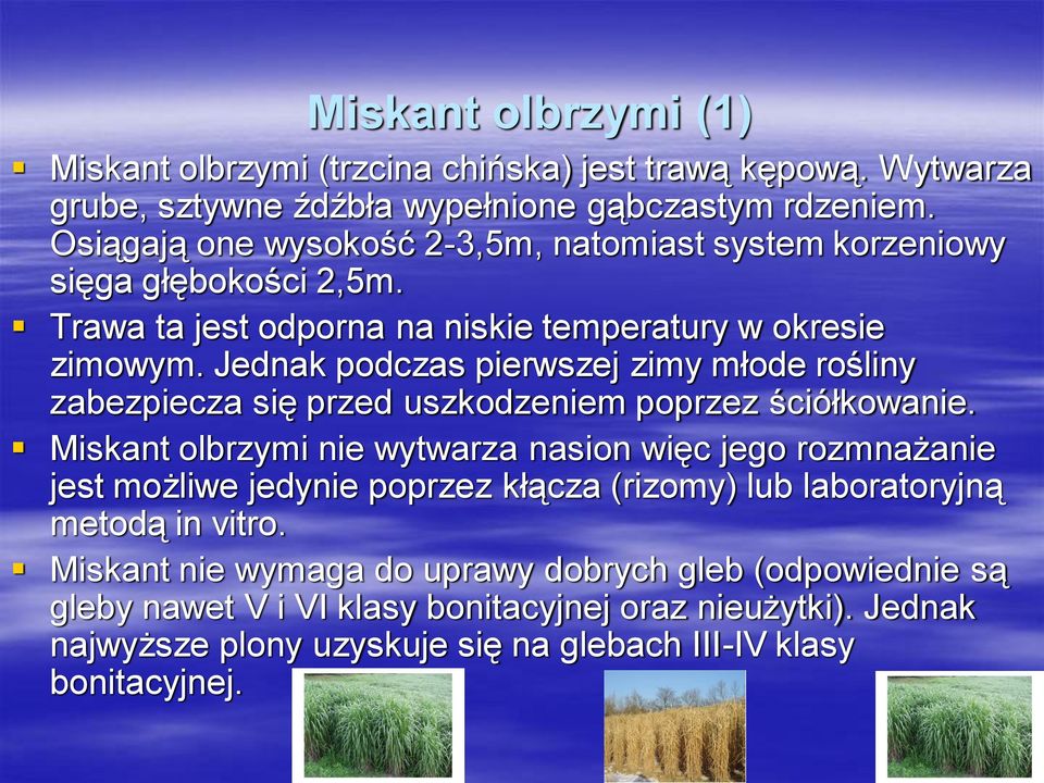 Jednak podczas pierwszej zimy młode rośliny zabezpiecza się przed uszkodzeniem poprzez ściółkowanie.