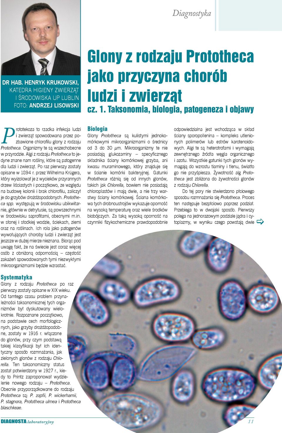 Algi z rodzaju Prototheca to jedyne znane nam rośliny, które są patogenne dla ludzi i zwierząt. Po raz pierwszy zostały opisane w 1894 r.