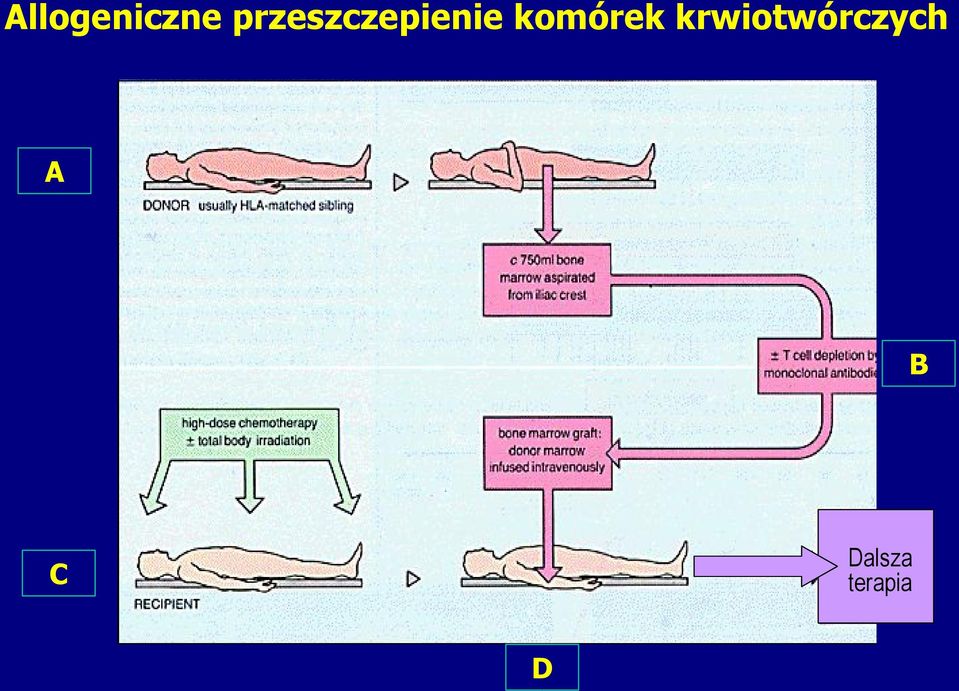 komórek