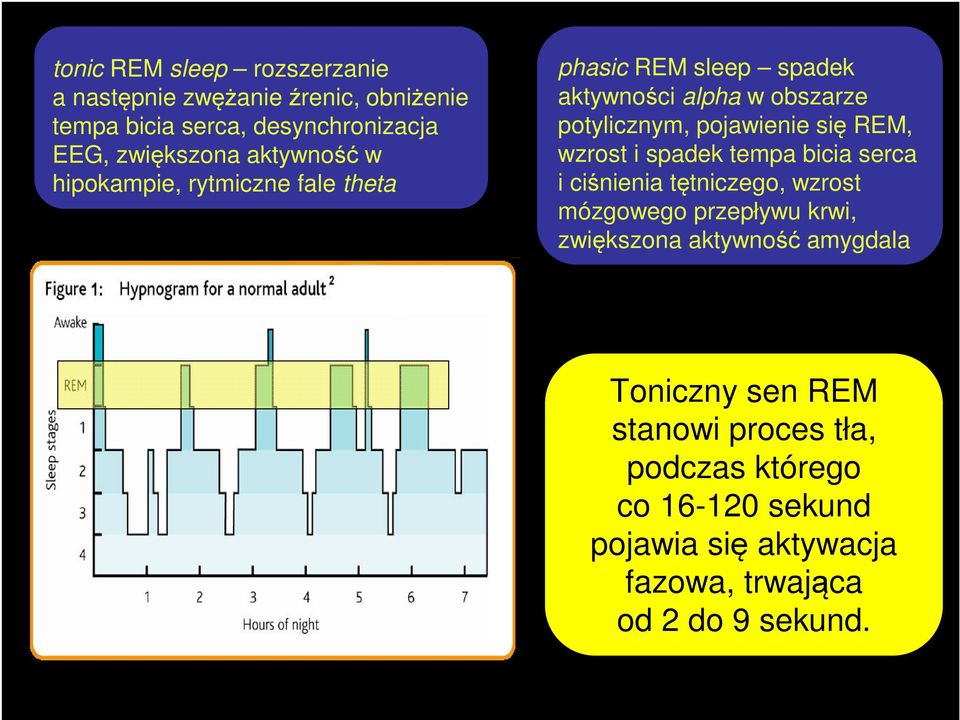 REM, wzrost i spadek tempa bicia serca i ciśnienia tętniczego, wzrost mózgowego przepływu krwi, zwiększona aktywność