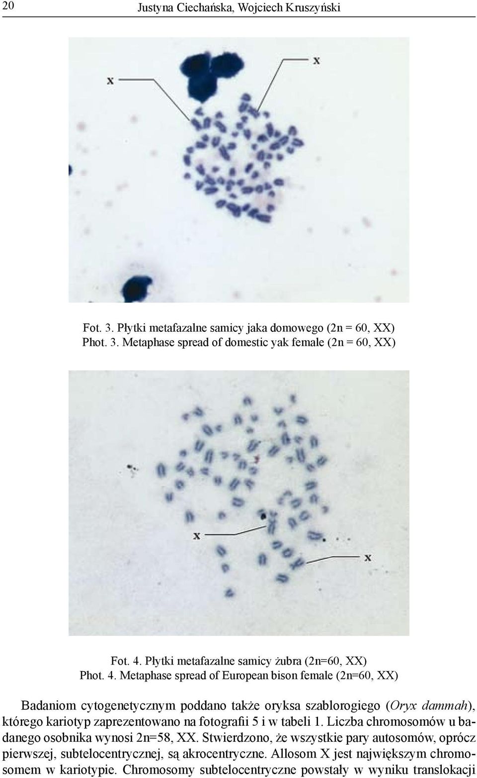 Metaphase spread of European bison female (2n=60, XX) Badaniom cytogenetycznym poddano także oryksa szablorogiego (Oryx dammah), którego kariotyp zaprezentowano na