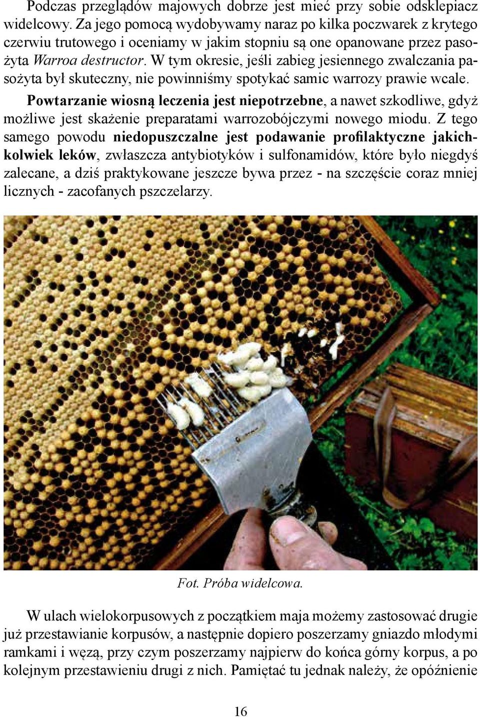 W tym okresie, jeśli zabieg jesiennego zwalczania pasożyta był skuteczny, nie powinniśmy spotykać samic warrozy prawie wcale.