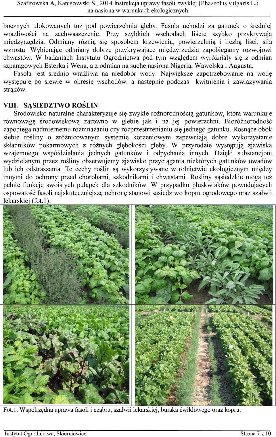 W badaniach Instytutu Ogrodnictwa pod tym względem wyróżniały się z odmian szparagowych Esterka i Wena, a z odmian na suche nasiona Nigeria, Wawelska i Augusta.