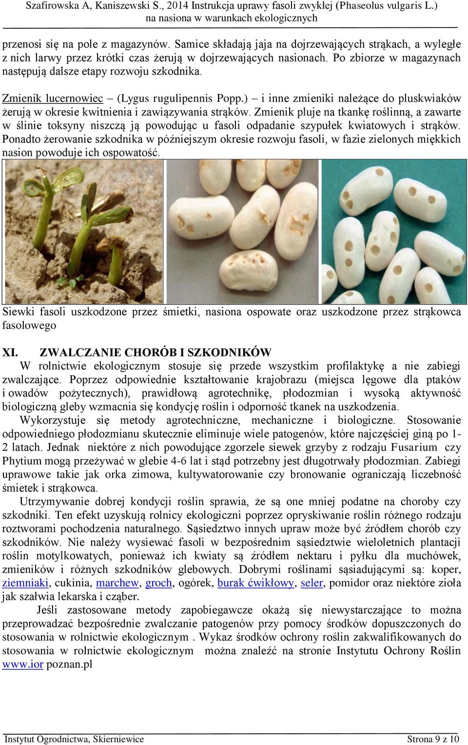 ) i inne zmieniki należące do pluskwiaków żerują w okresie kwitnienia i zawiązywania strąków.