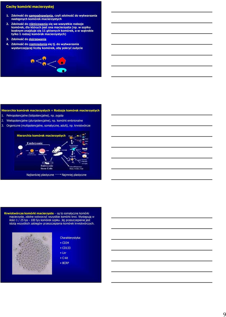w szpiku kostnym znajduje się 11 głównych komórek, a w wątrobie tylko 1 rodzaj komórek macierzystych) 3. Zdolność do dojrzewania 4. Zdolność do rozmnażania się tj.