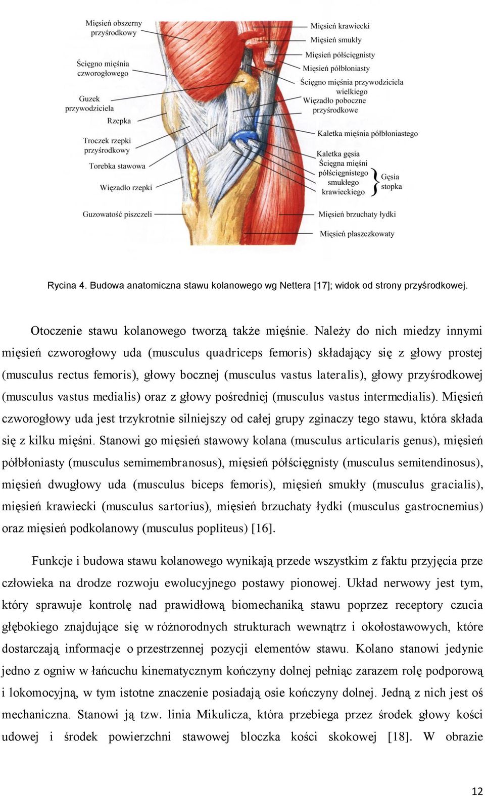 przyśrodkowej (musculus vastus medialis) oraz z głowy pośredniej (musculus vastus intermedialis).