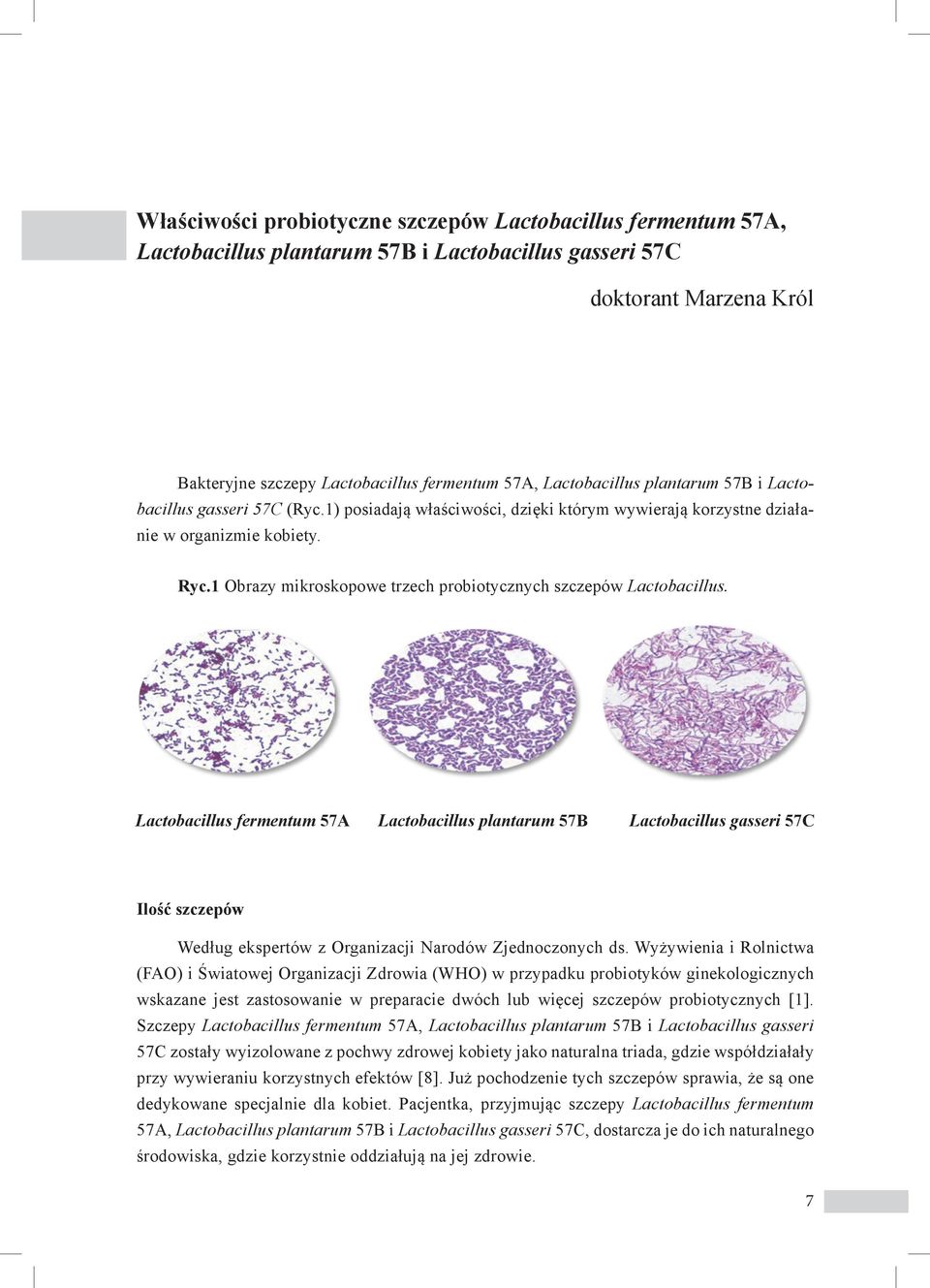 1 Obrazy mikroskopowe trzech probiotycznych szczepów Lactobacillus.
