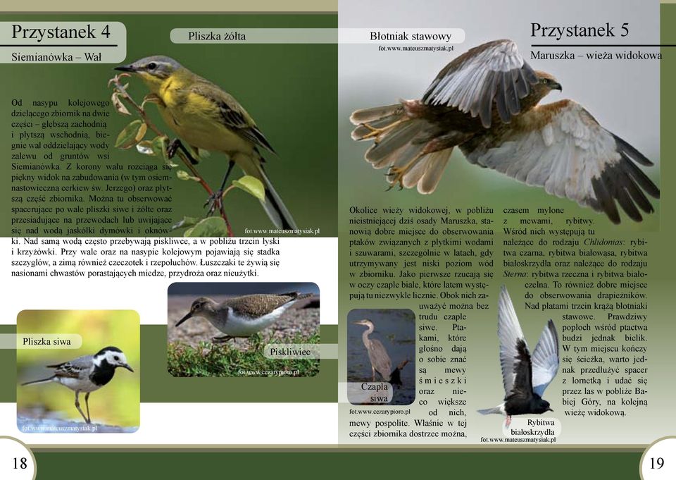 Można tu obserwować spacerujące po wale pliszki siwe i żółte oraz przesiadujące na przewodach lub uwijające się nad wodą jaskółki dymówki i oknówki.