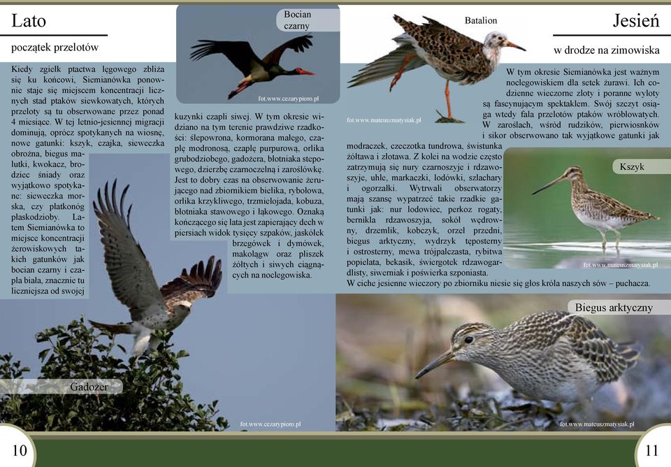 W tej letnio-jesiennej migracji dominują, oprócz spotykanych na wiosnę, nowe gatunki: kszyk, czajka, sieweczka obrożna, biegus malutki, kwokacz, brodziec śniady oraz wyjątkowo spotykane: sieweczka