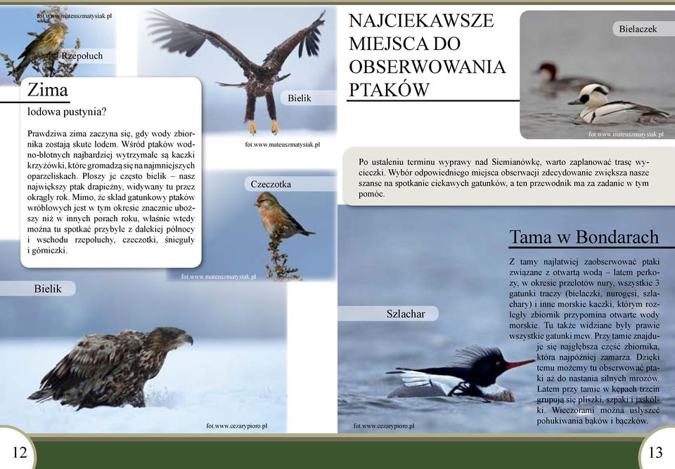 Płoszy je często bielik nasz największy ptak drapieżny, widywany tu przez okrągły rok.