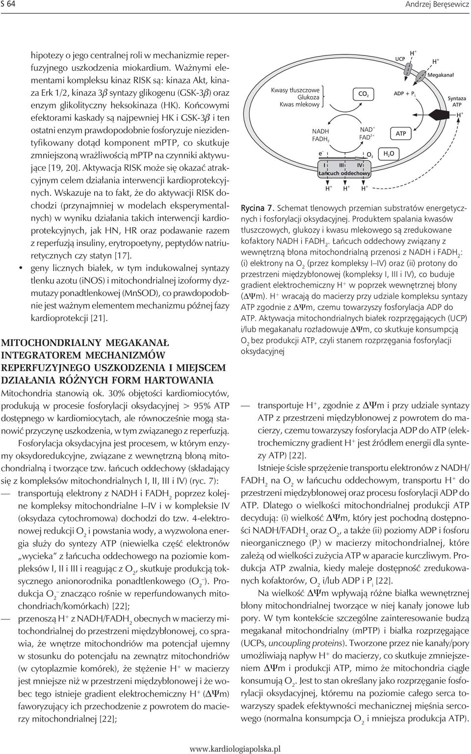Końcowymi efektorami kaskady są najpewniej HK i GSK-3b i ten ostatni enzym prawdopodobnie fosforyzuje niezidentyfikowany dotąd komponent mptp, co skutkuje zmniejszoną wrażliwością mptp na czynniki