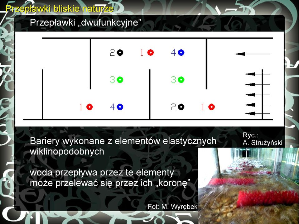 wiklinopodobnych woda przepływa przez te elementy