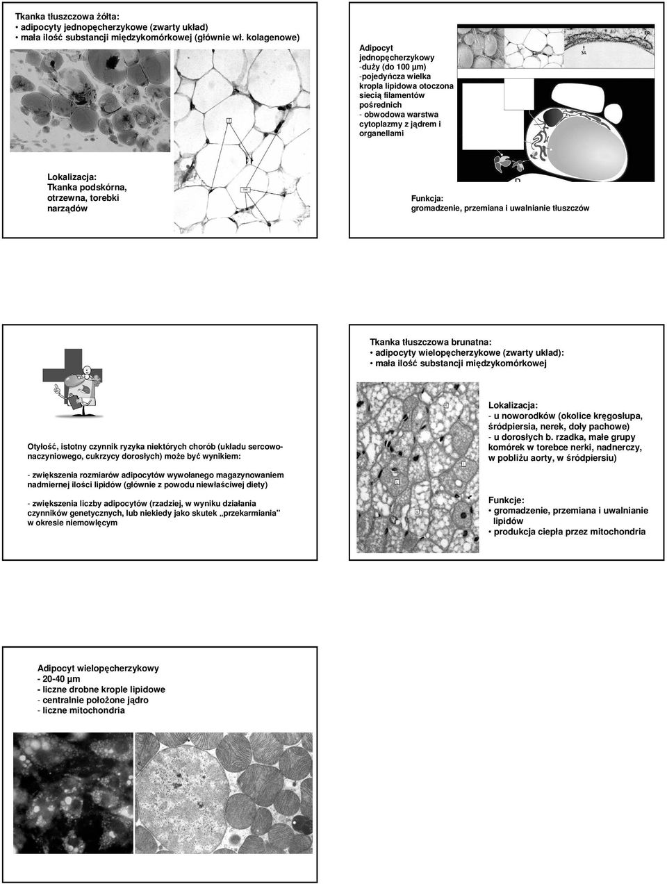 Tkanka podskórna, otrzewna, torebki narządów Funkcja: gromadzenie, przemiana i uwalnianie tłuszczów Tkanka tłuszczowa brunatna: adipocyty wielopęcherzykowe (zwarty układ): mała ilość substancji