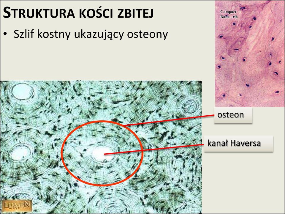 kostny ukazujący