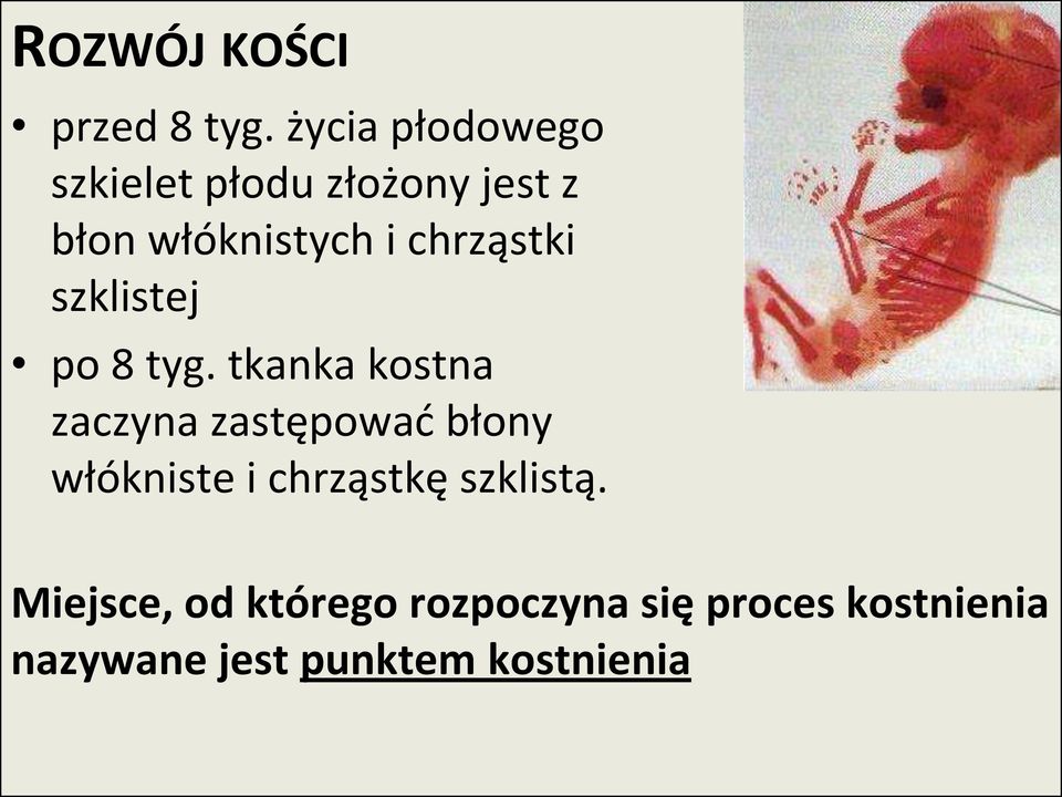 chrząstki szklistej po 8 tyg.