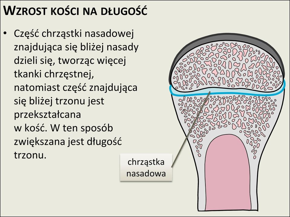 natomiast częśd znajdująca się bliżej trzonu jest przekształcana