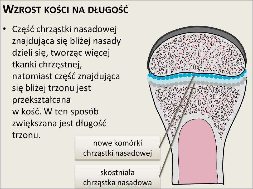 znajdująca się bliżej trzonu jest przekształcana w kośd.