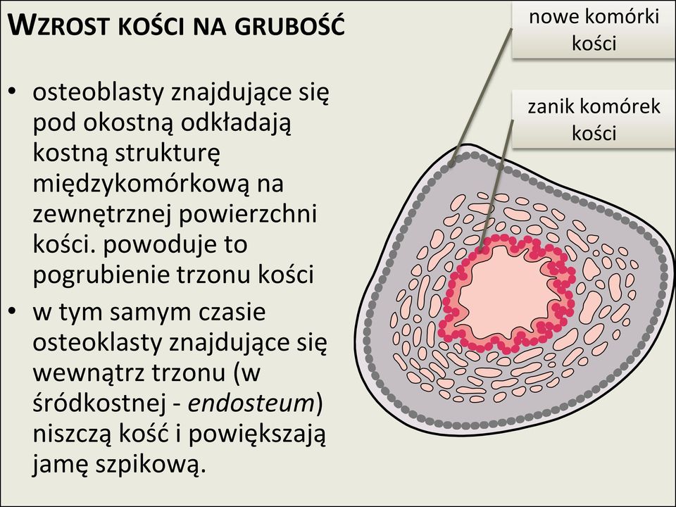 powoduje to pogrubienie trzonu kości w tym samym czasie osteoklasty znajdujące się