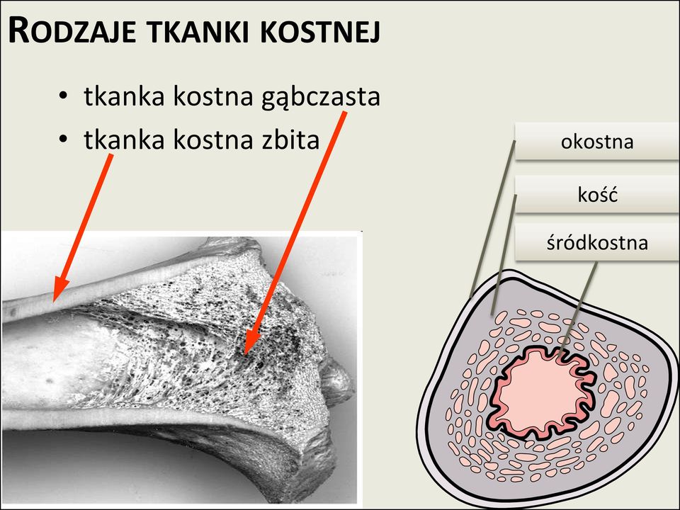 gąbczasta  zbita