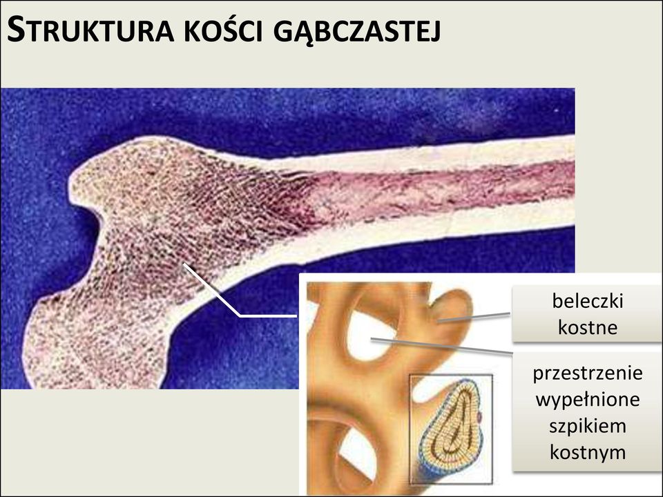 kostne przestrzenie