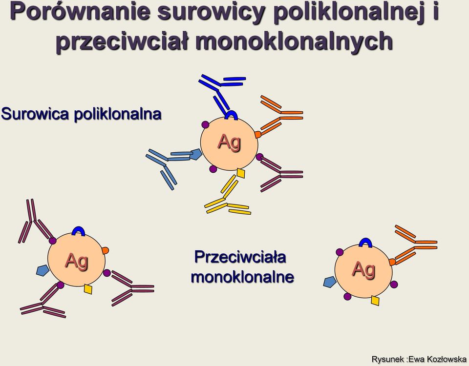 poliklonalna Ag Ag Przeciwciała