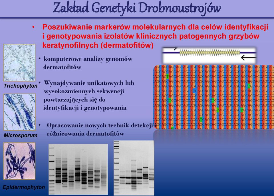 komputerowe analizy genomów dermatofitów Wynajdywanie unikatowych lub wysokozmiennych sekwencji