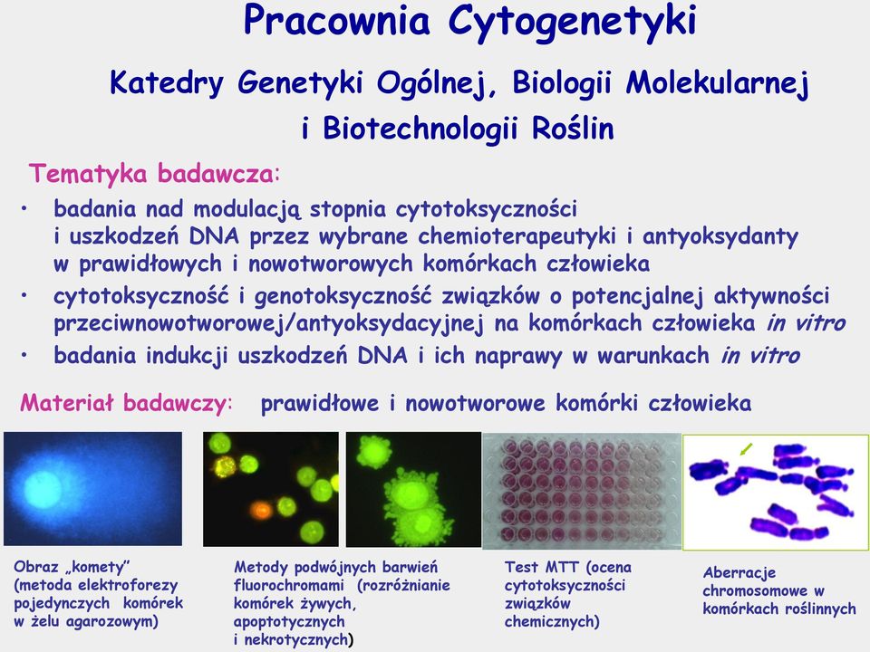 komórkach człowieka in vitro badania indukcji uszkodzeń DNA i ich naprawy w warunkach in vitro Materiał badawczy: prawidłowe i nowotworowe komórki człowieka Obraz komety (metoda elektroforezy