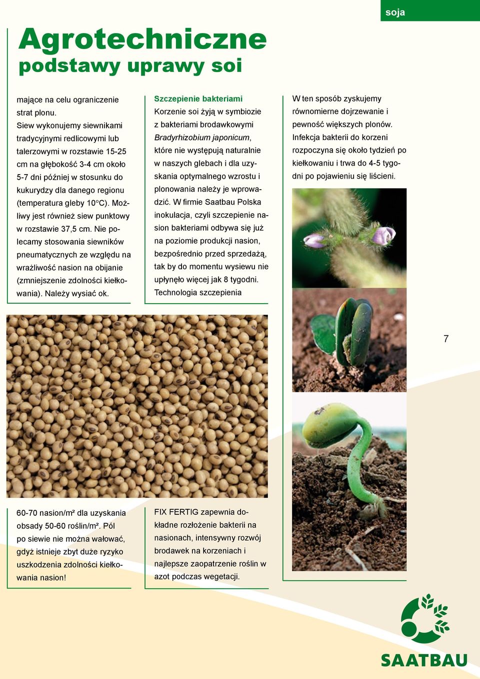 Możliwy jest również siew punktowy w rozstawie 37,5 cm. Nie polecamy stosowania siewników pneumatycznych ze względu na wrażliwość nasion na obijanie (zmniejszenie zdolności kiełkowania).