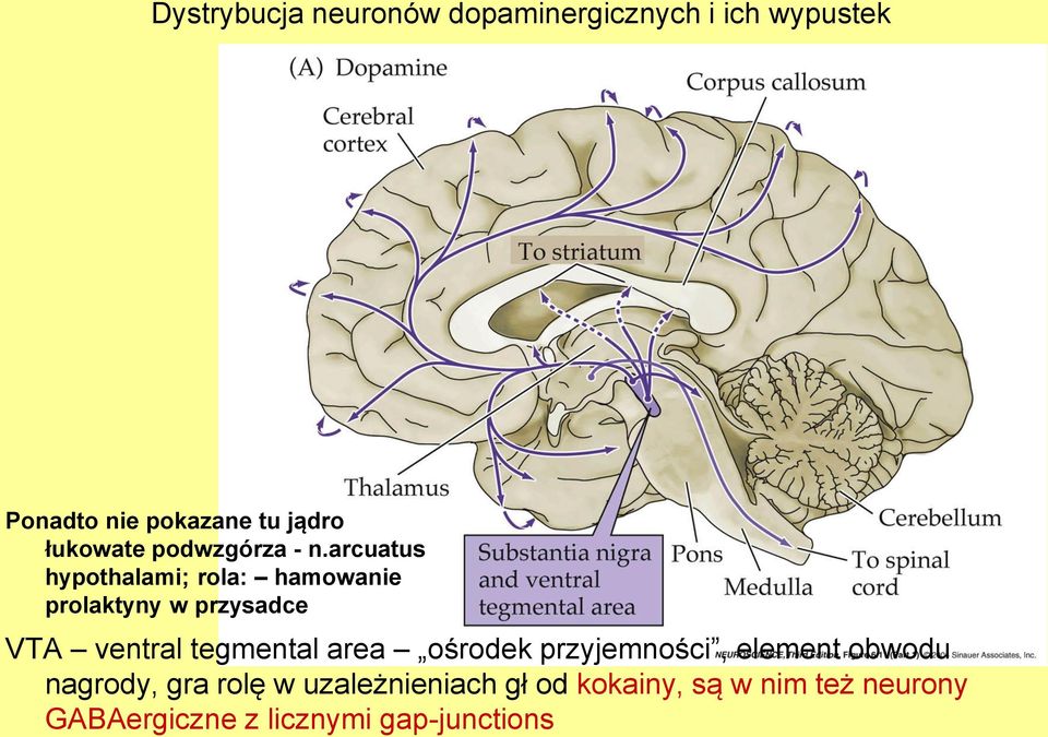 arcuatus hypothalami; rola: hamowanie prolaktyny w przysadce VTA ventral tegmental