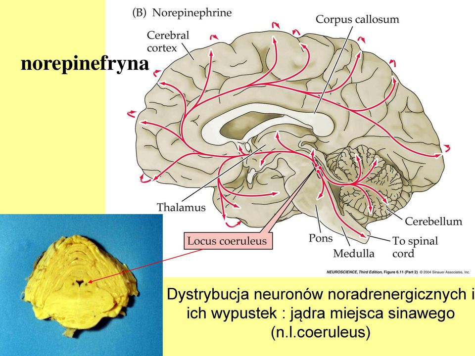 i ich wypustek : jądra