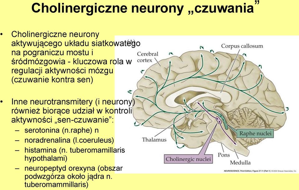 neurony) również biorące udział w kontroli aktywności sen-czuwanie : serotonina (n.raphe) n noradrenalina (l.