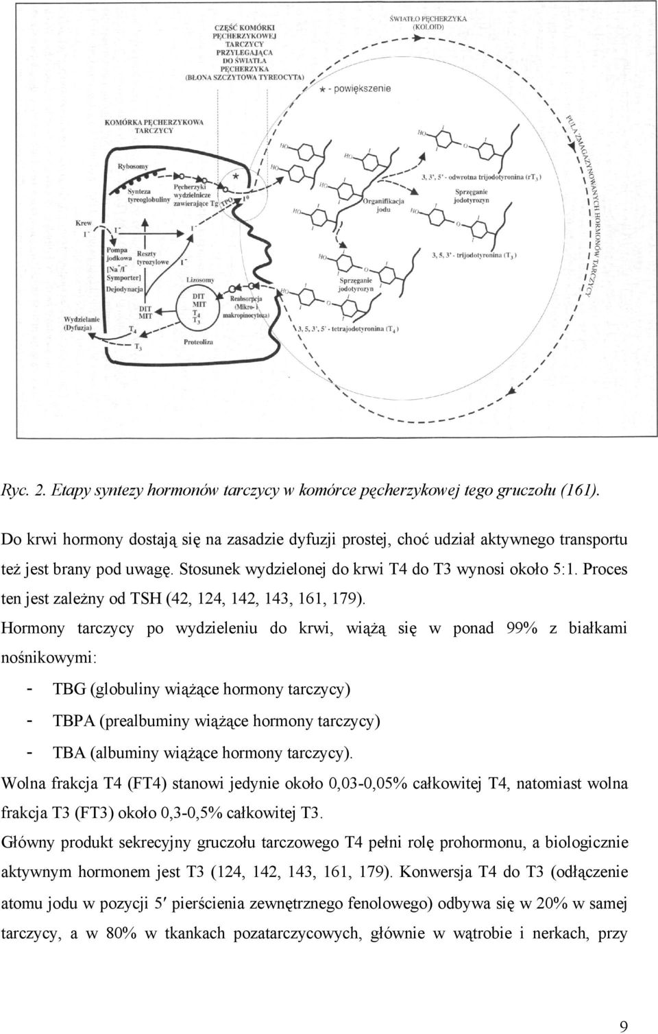 Hormony tarczycy po wydzieleniu do krwi, wiążą się w ponad 99% z białkami nośnikowymi: - TBG (globuliny wiążące hormony tarczycy) - TBPA (prealbuminy wiążące hormony tarczycy) - TBA (albuminy wiążące
