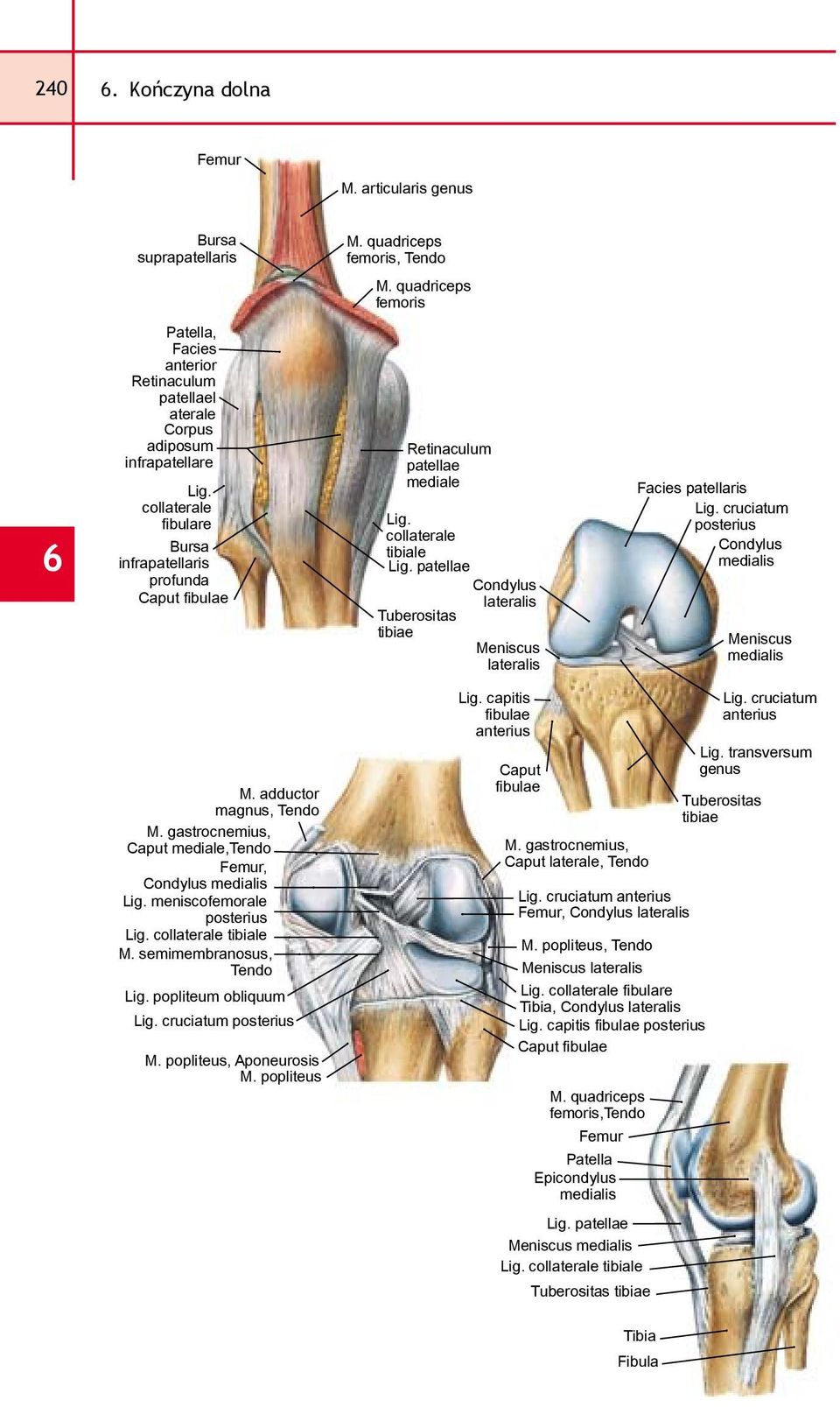 cruciatum posterius Condylus Meniscus M. adductor magnus, Tendo M. gastrocnemius, Caput mediale,tendo Femur, Condylus Lig. meniscofemorale posterius Lig. collaterale tibiale, Tendo Lig.